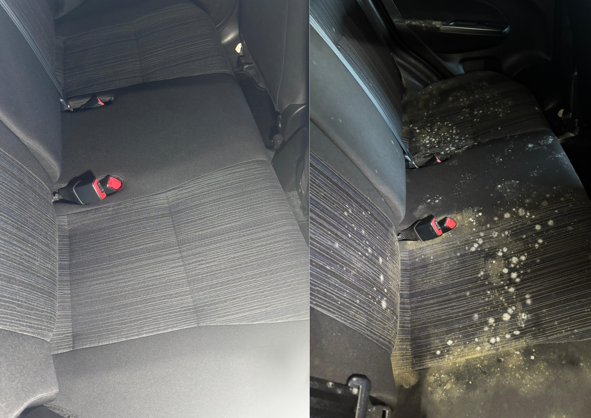 Gründlich gereinigter Autositz nach professioneller Schimmelentfernung durch Auto Pro Deluxe – hygienischer Fahrzeuginnenraum in der Schweiz